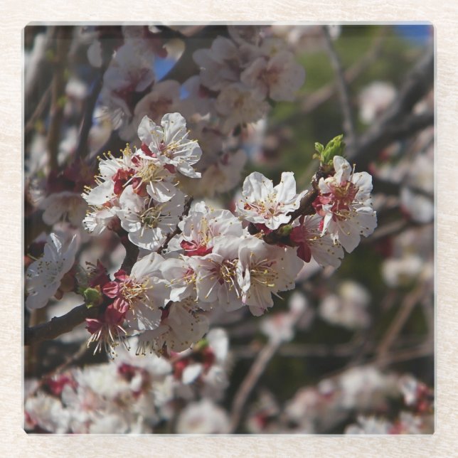 Cherry Blossoms Glasuntersetzer (Vorderseite)