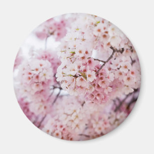 Cherry Blossoms Magnet