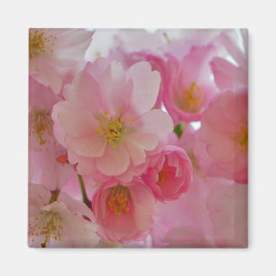 Cherry Blossoms Magnet