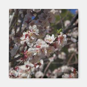 Cherry Blossoms Magnet