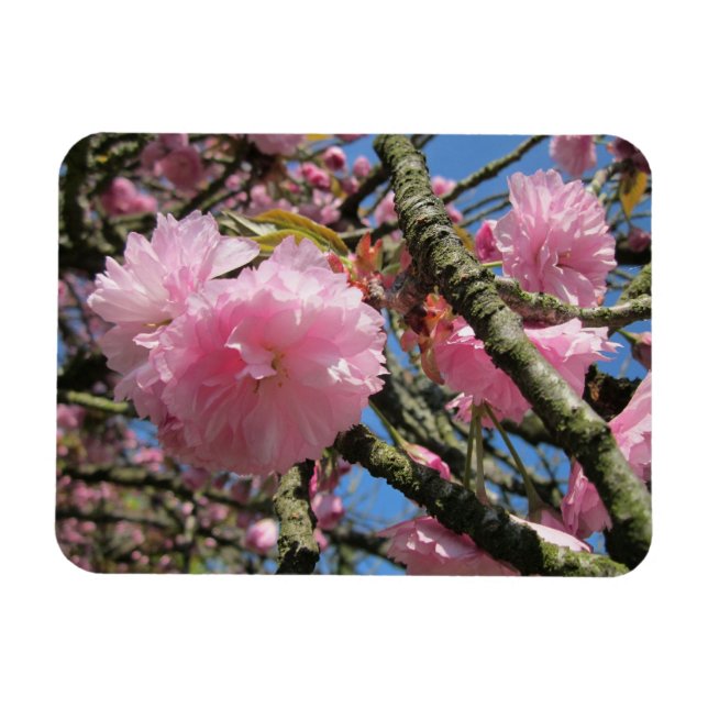 Cherry Blossoms Magnet (Horizontal)