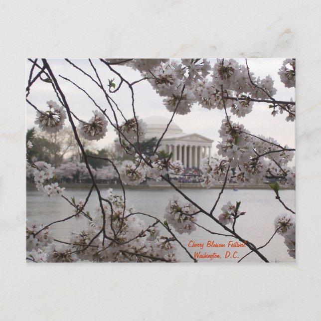 Cherry Blossoms on the Tidal Basin Postkarte (Vorderseite)