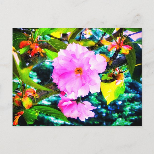 CHERRY BLOSSOMS POSTCARD POSTKARTE (Vorderseite)