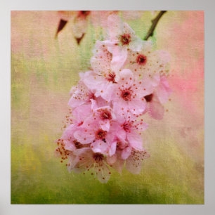 Cherry Blossoms Poster