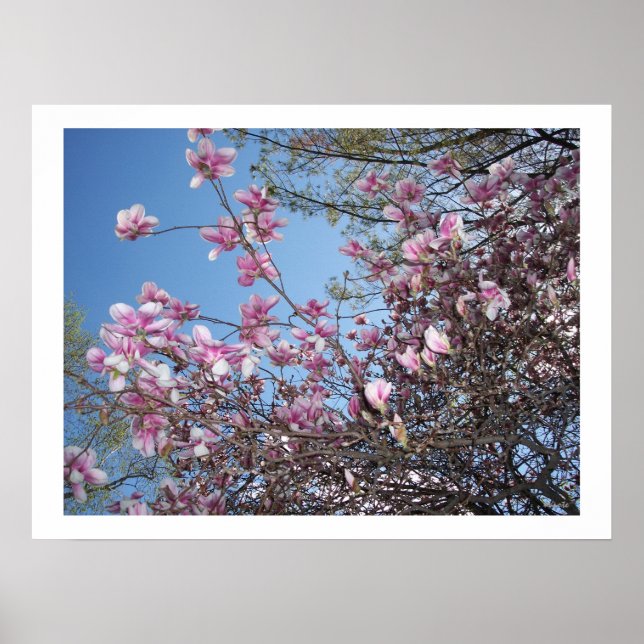 Cherry Blossoms Poster (Vorne)