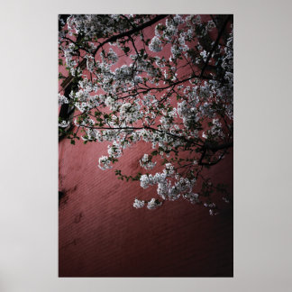 Cherry Blossoms Poster