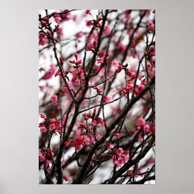 Cherry Blossoms Poster (Vorne)