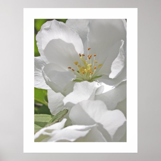 Cherry Blossoms Poster (Vorne)