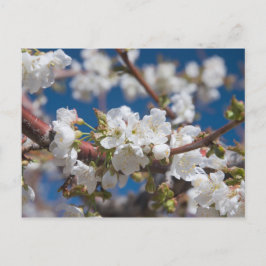Cherry Blossoms Postkarte