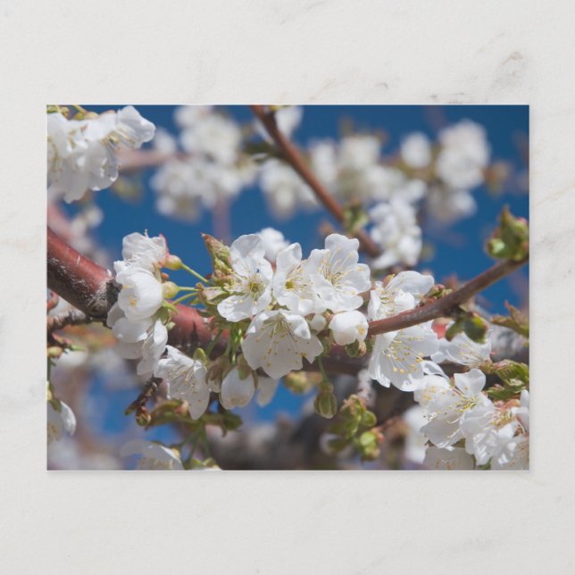 Cherry Blossoms Postkarte (Vorderseite)
