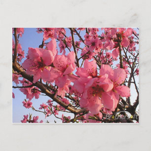 Cherry Blossoms Postkarte