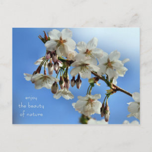 Cherry Blossoms Postkarte