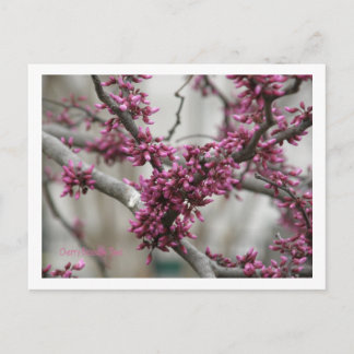Cherry Blossoms Postkarte