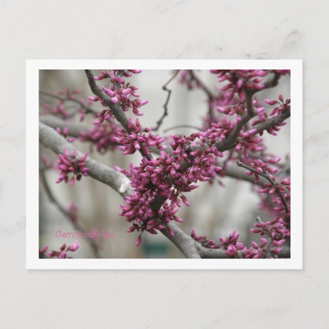 Cherry Blossoms Postkarte (Vorderseite)