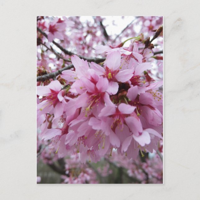Cherry Blossoms Postkarte (Vorderseite)