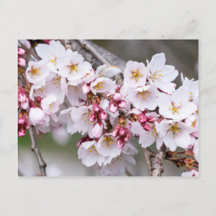 Cherry Blossoms Postkarte