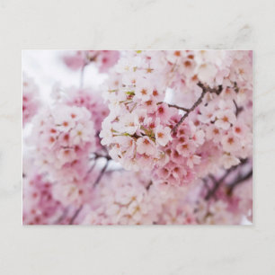Cherry Blossoms Postkarte