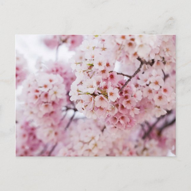 Cherry Blossoms Postkarte (Vorderseite)