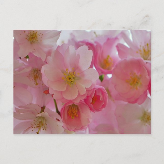 Cherry Blossoms Postkarte (Vorderseite)