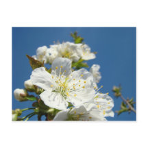 Cherry Blossoms Postkarten Service Werbeaktionen E