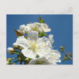 Cherry Blossoms Postkarten Service Werbeaktionen E
