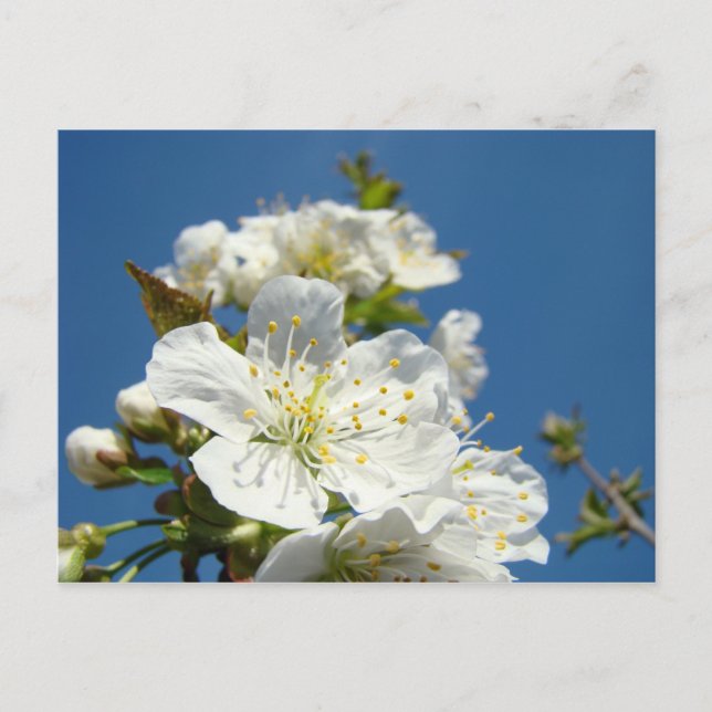 Cherry Blossoms Postkarten Service Werbeaktionen E (Vorderseite)