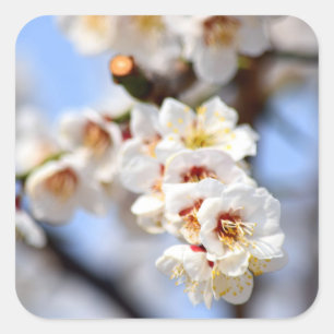 Cherry Blossoms Quadratischer Aufkleber