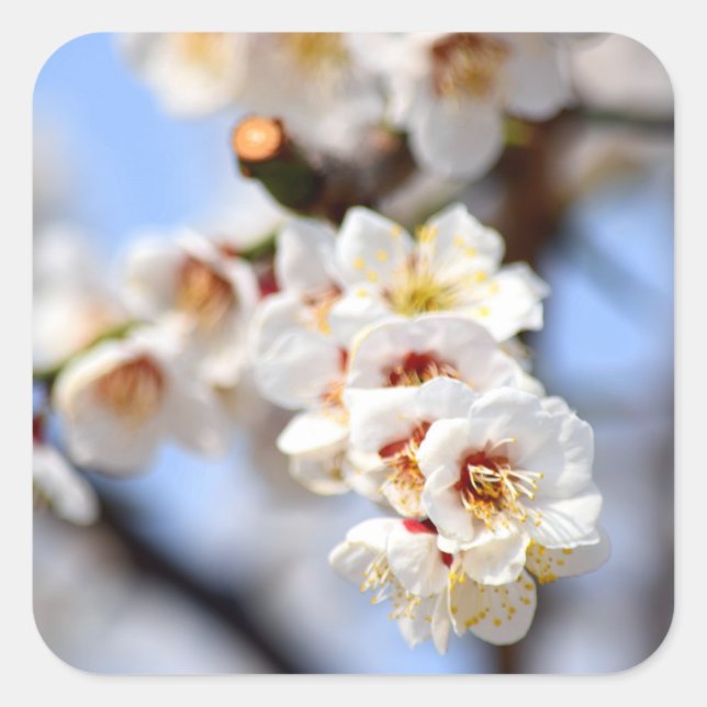 Cherry Blossoms Quadratischer Aufkleber (Vorderseite)