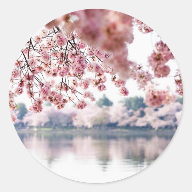 Cherry Blossoms Runder Aufkleber (Vorderseite)