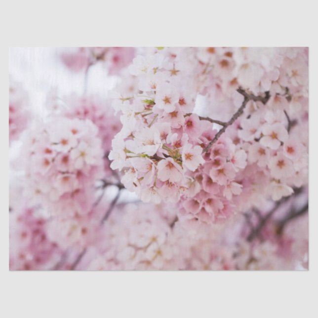 Cherry Blossoms Seidenpapier (Vorderseite)