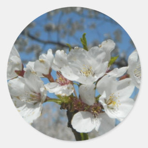 Cherry Blossoms Sticker