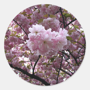 Cherry Blossoms Sticker