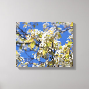 Cherry Blossoms Stretched Canvas Print Leinwanddruck