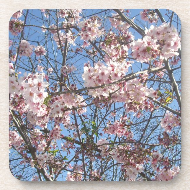 Cherry Blossoms Untersetzer (Vorderseite)