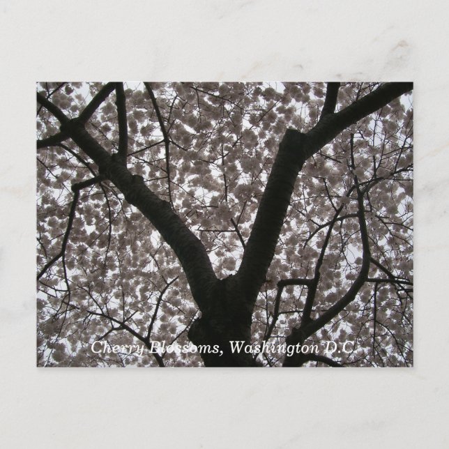 Cherry Blossoms, Washington D.C. Postkarte (Vorderseite)