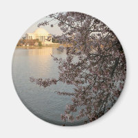 Cherry Blossoms Washington DC