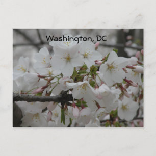 Cherry Blossoms: Washington, DC Postcard Postkarte