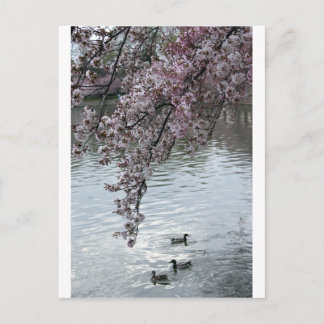 Cherry Blossoms Washington DC Postkarte
