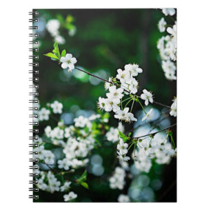 cherry-blossoms-white-01-60v.jpg notizblock