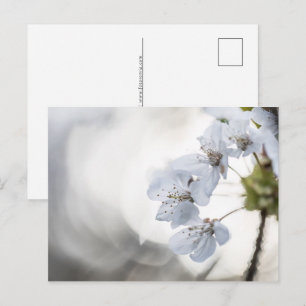 Cherry blüht Natur Foto Feiertagspostkarte