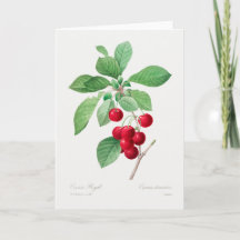 Cherry Botanical Print