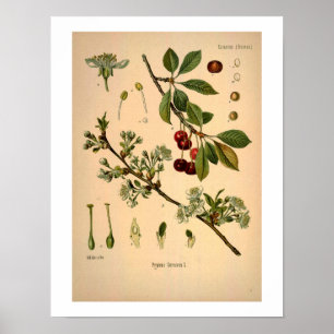 Cherry Botanical Print Poster