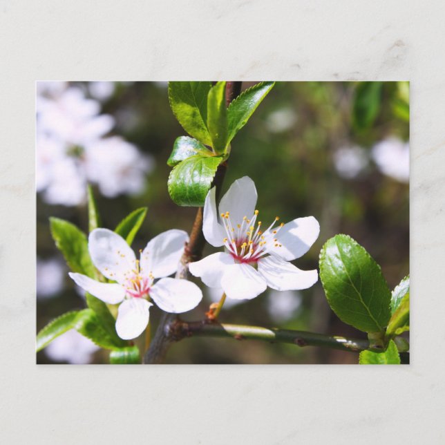 Cherry Couple Postkarte (Vorderseite)