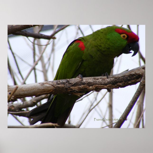 Cherry-Headed Conure 1 Poster (Vorne)