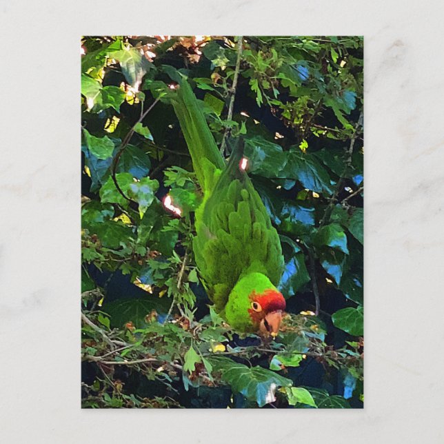 Cherry Headed Conure #1 Postkarte (Vorderseite)