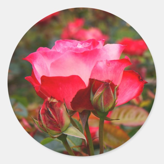 Cherry Parfait Rose #1 Stickers (Vorderseite)
