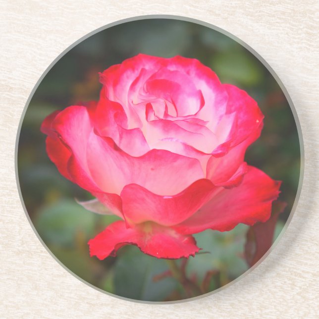 Cherry Parfait Rose #3 Sandstone Untersetzer (Vorne)