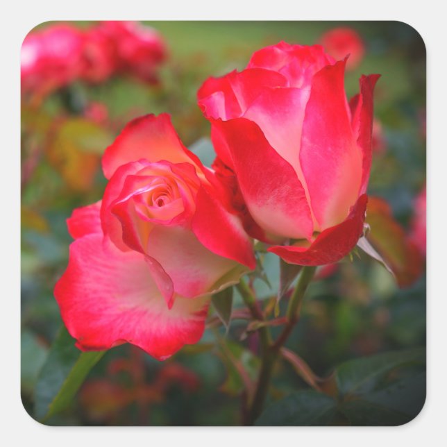 Cherry Parfait Rose #4 Stickers (Vorderseite)