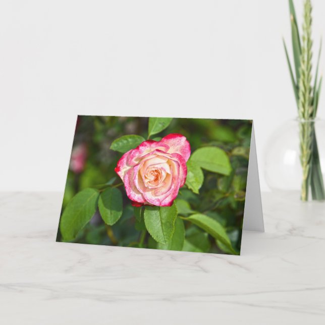 Cherry Parfait Rose Karte (Vorderseite)