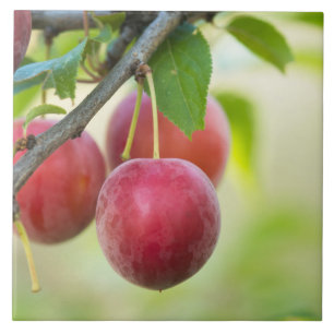 Cherry plum fliese